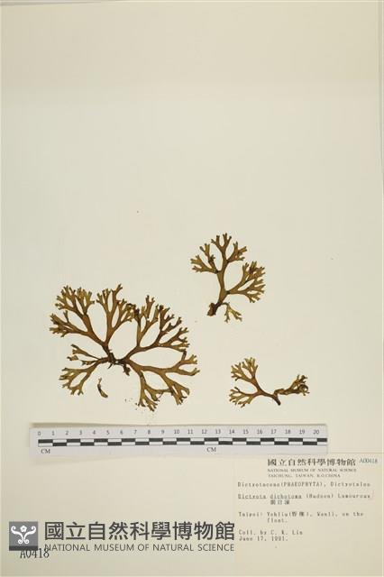 網目藻藏品圖，第1張