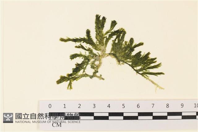 登錄號:A00001918藏品圖，第1張