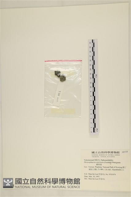 網球藻藏品圖，第3張