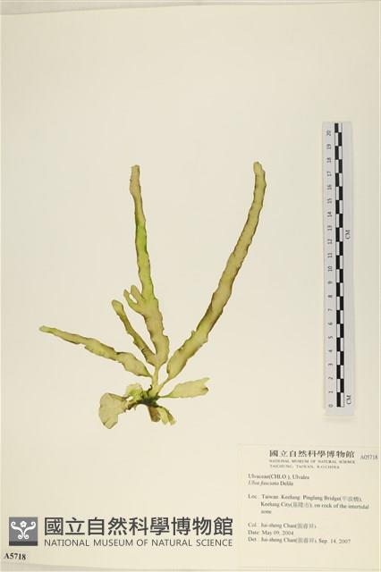 長片石蓴, 裂片石蓴藏品圖，第1張