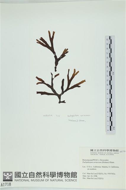 厚網目藻藏品圖，第1張