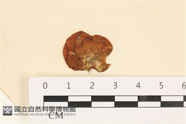 袋苔, 囊藻藏品圖，第1張