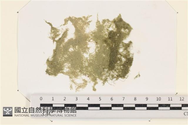 布氏藻藏品圖，第1張