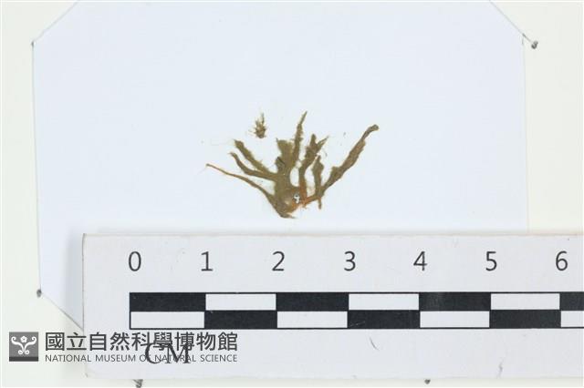 登錄號:A00006198藏品圖，第1張