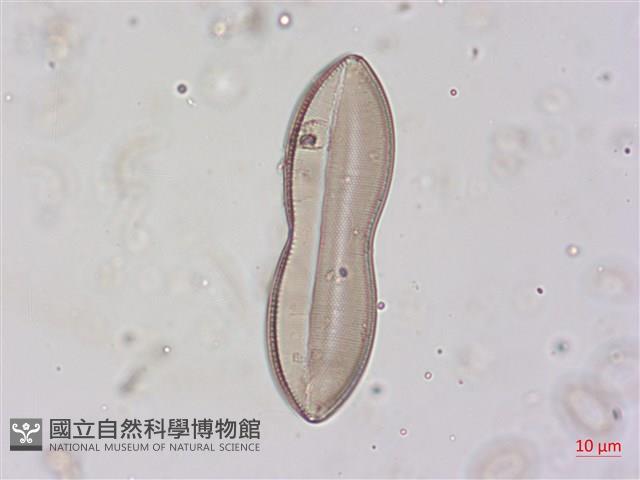 登錄號:A00004498藏品圖，第3張