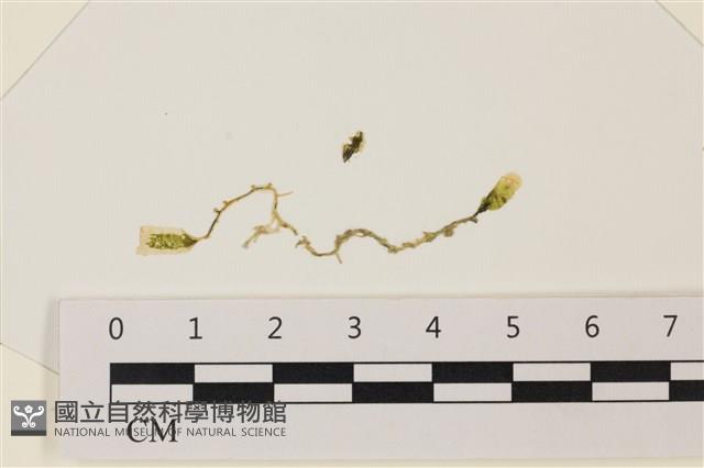 登錄號:A00004898藏品圖，第1張