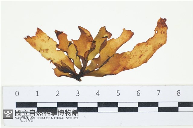 葉苔, 小海帶藏品圖，第1張