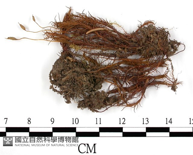 登錄號:B00002648藏品圖，第3張