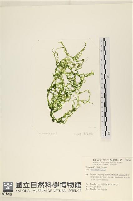 網石蓴藏品圖，第1張