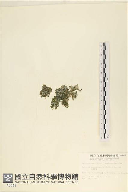 法囊藻藏品圖，第3張