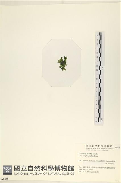 茶花石蓴, 牡丹菜藏品圖，第3張