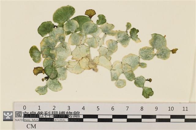 大葉海仙人掌, 大葉仙掌藻藏品圖，第1張