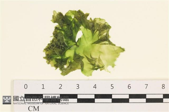 茶花石蓴, 牡丹菜藏品圖，第1張