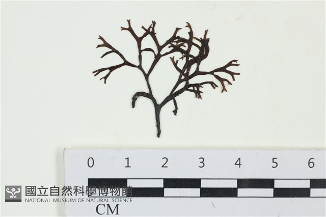 石牙藻, 石牙菜, 鐵釘菜藏品圖，第1張