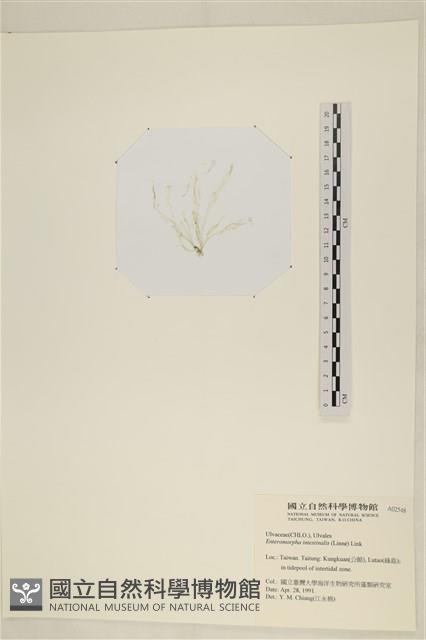 腸滸苔, 河石髮藏品圖，第3張