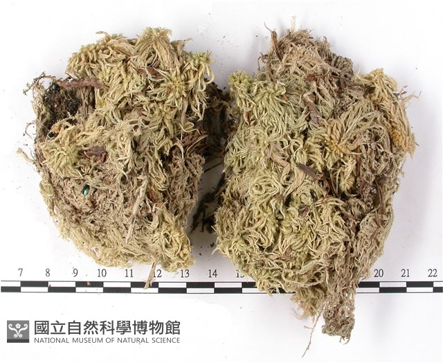 登錄號:B00010548藏品圖，第3張