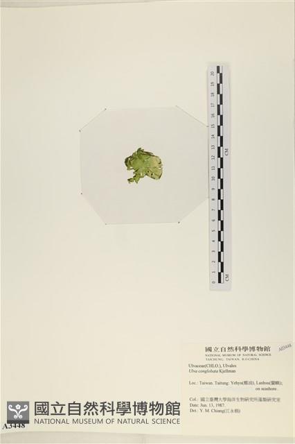 茶花石蓴, 牡丹菜藏品圖，第3張