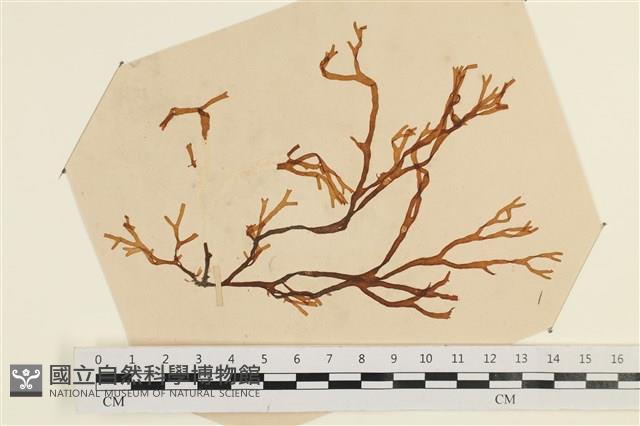 登錄號:A00003848藏品圖，第1張