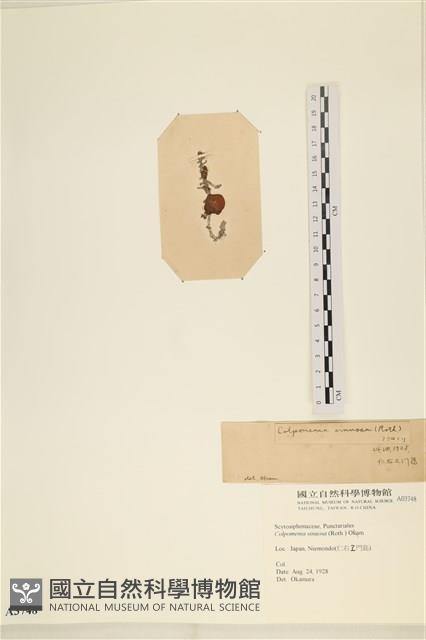 袋苔, 囊藻藏品圖，第3張