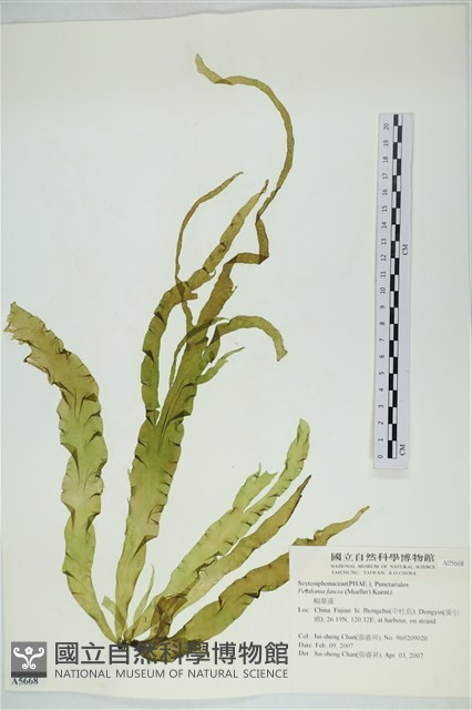 西洋葉苔藏品圖，第1張
