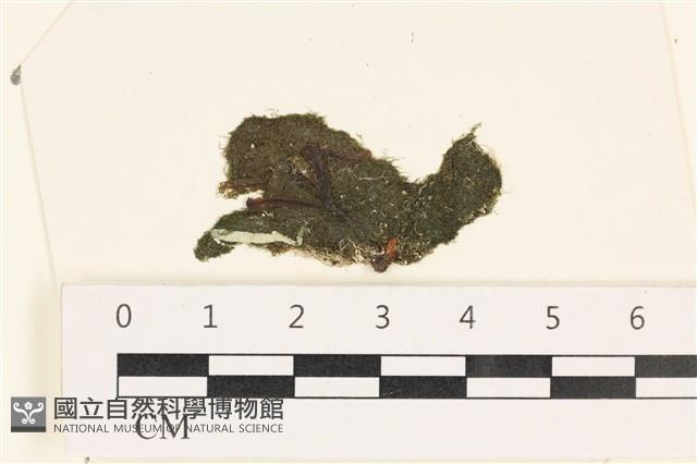 指枝藻藏品圖，第1張