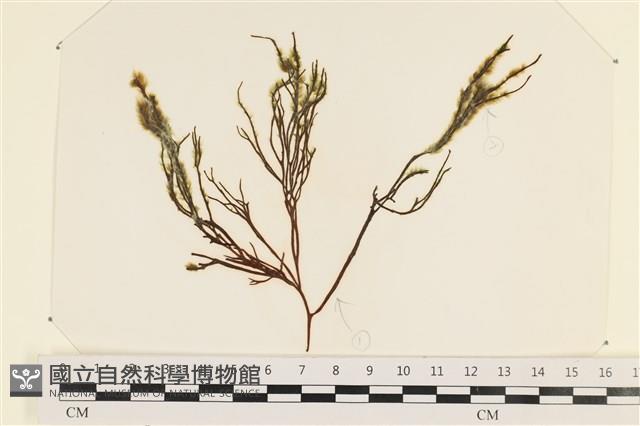 小毛孢藻, 小鹿角苔藏品圖，第1張