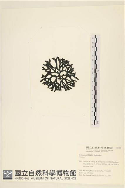 登錄號:A00005568藏品圖，第3張