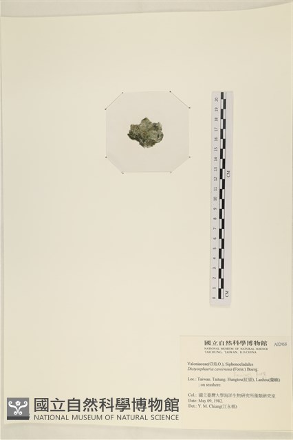 網球藻藏品圖，第3張