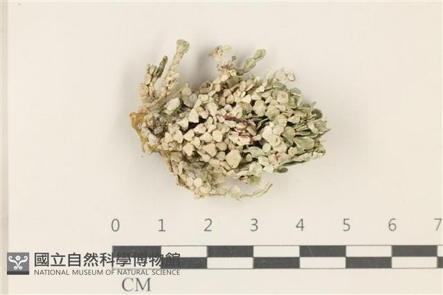 盤狀仙掌藻藏品圖，第1張