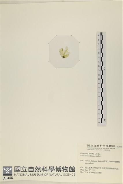 大石蓴, 石蓴藏品圖，第3張