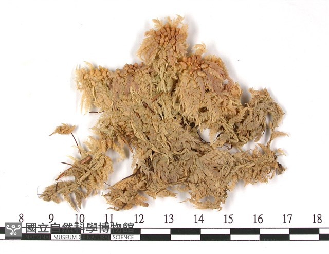 登錄號:B00002768藏品圖，第3張