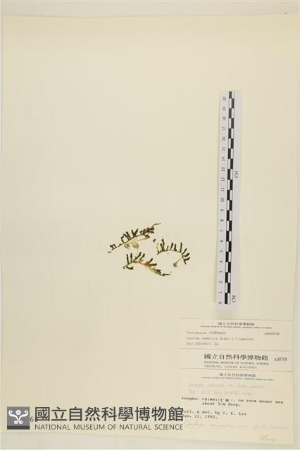 登錄號:A00000768藏品圖，第3張