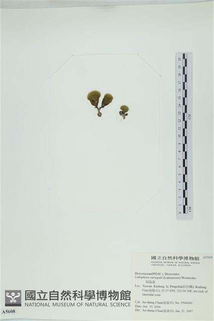 登錄號:A00005608藏品圖，第3張