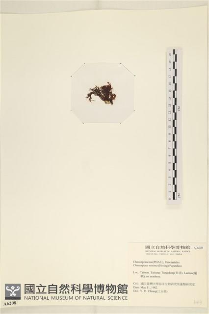 小毛孢藻, 小鹿角苔藏品圖，第3張