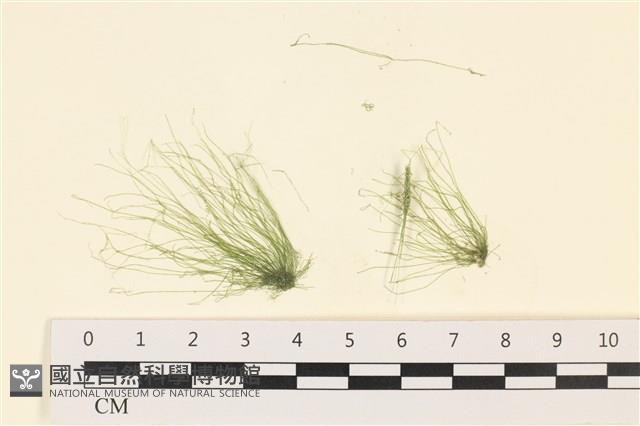 長條硬毛藻藏品圖，第1張