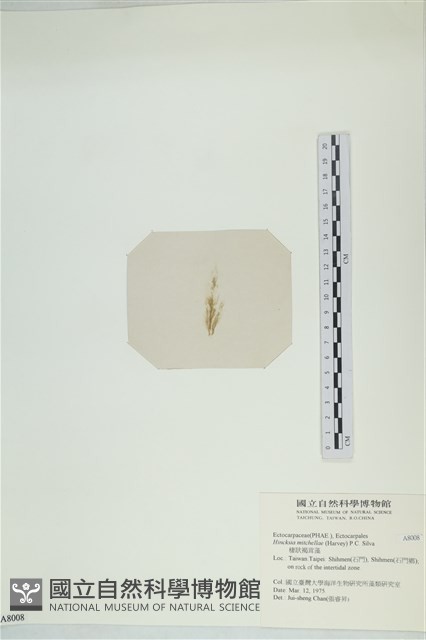 棲狀褐茸藻藏品圖，第3張