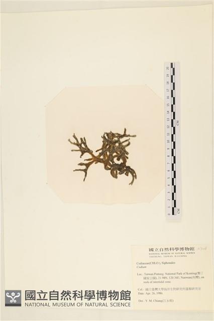 登錄號:A00007008藏品圖，第3張