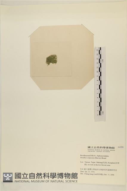 布氏藻藏品圖，第3張