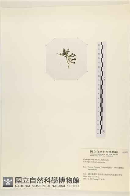 盾葉蕨藻藏品圖，第3張