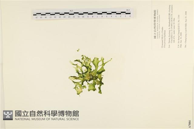 石蓴藏品圖，第1張
