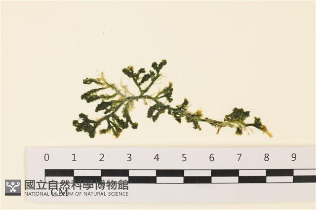 登錄號:A00001808藏品圖，第1張