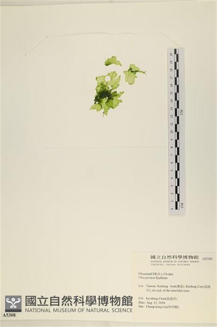 石蓴藏品圖，第3張
