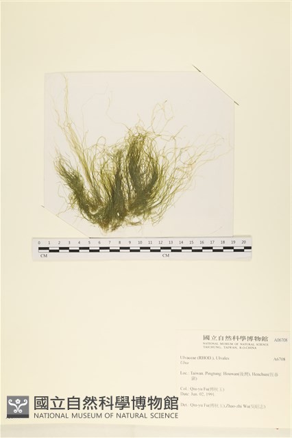 登錄號:A00006708藏品圖，第1張