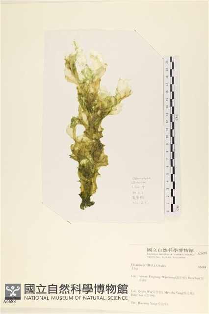 登錄號:A00006688藏品圖，第1張