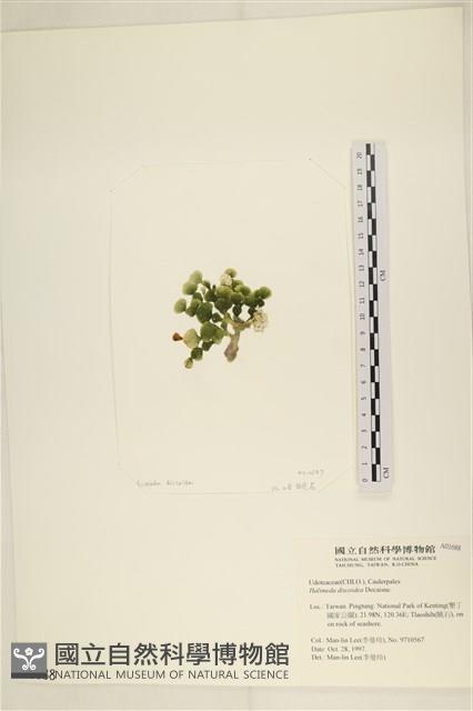 盤狀仙掌藻藏品圖，第3張