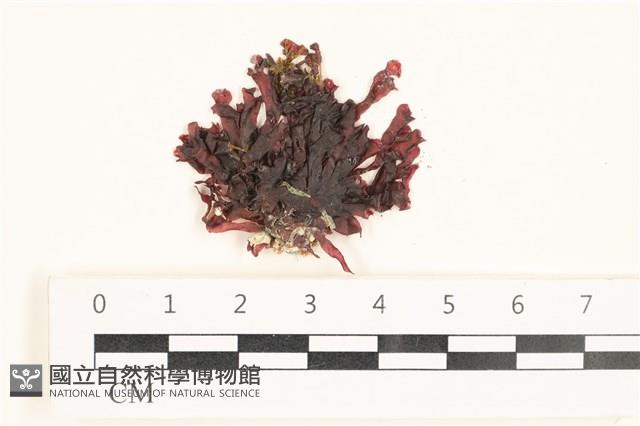 登錄號:A00006188藏品圖，第1張