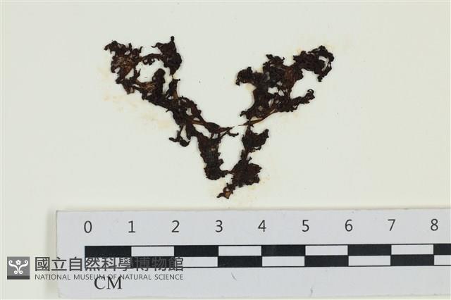 網胰藻藏品圖，第1張