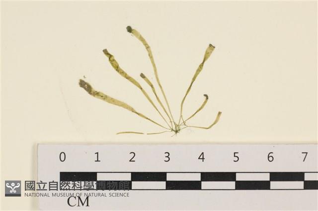 腸滸苔, 河石髮藏品圖，第1張