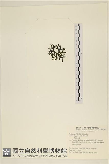 登錄號:A00005588藏品圖，第3張