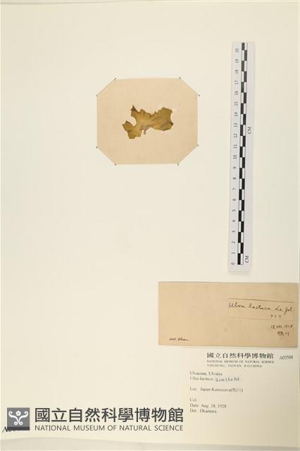 大石蓴, 石蓴藏品圖，第3張